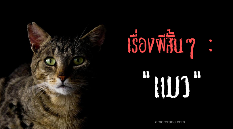 เรื่องผีสั้นๆ : แมว